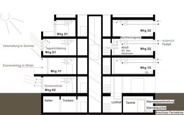 Wengenholz Querschnitt.jpg